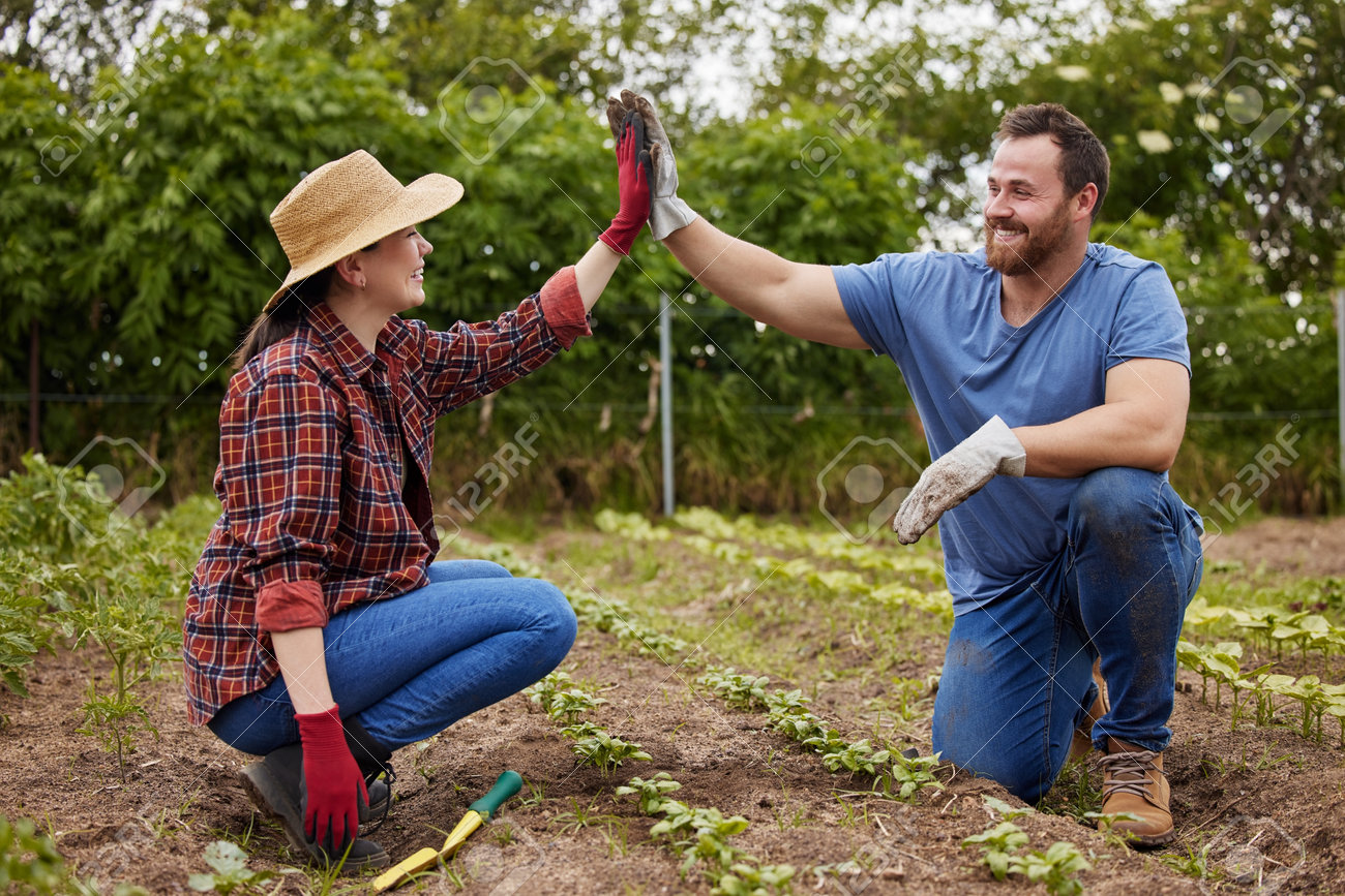 190974680 teamwork agriculture and collaboration high five farmer couple planting organic crops while bonding